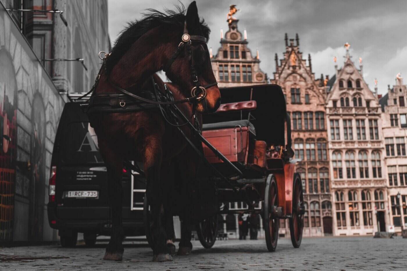 carriage horse in square - choosing the ideal horseshoe for the job