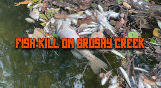 Brushy Creek Fish Kill, Brush Creek, Brushy Creek Cedar Park, Cedar Park, Fish Kill, Fly Fishing Texas, Texas Fly Fishing