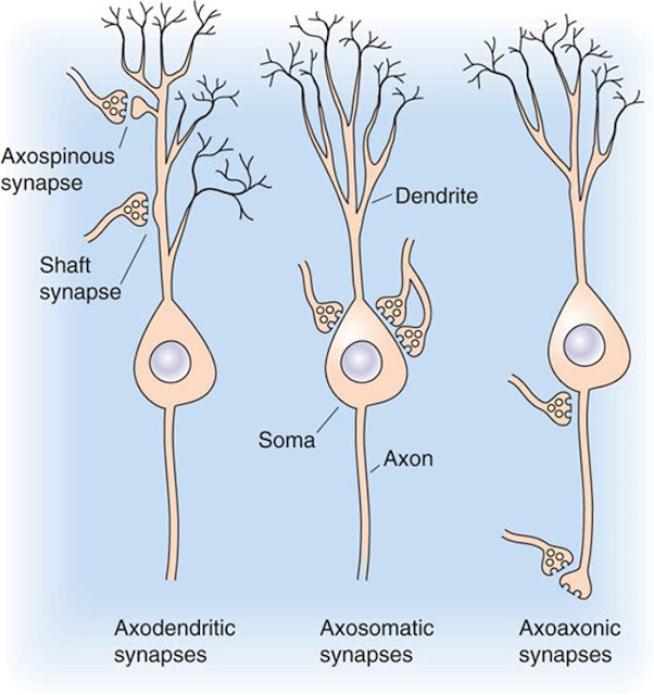 Variety of synapses in the nervous system