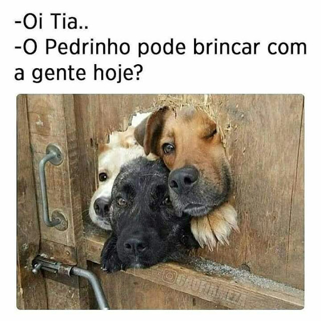 150 memes fofos de animais para você ter na manga