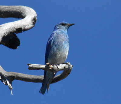 Photo of Mountain Bluebird on branch