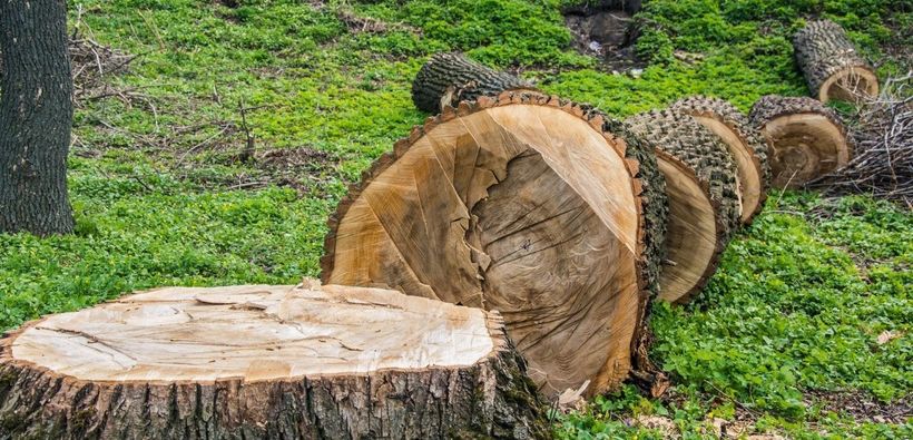 Tree Removal Mornington