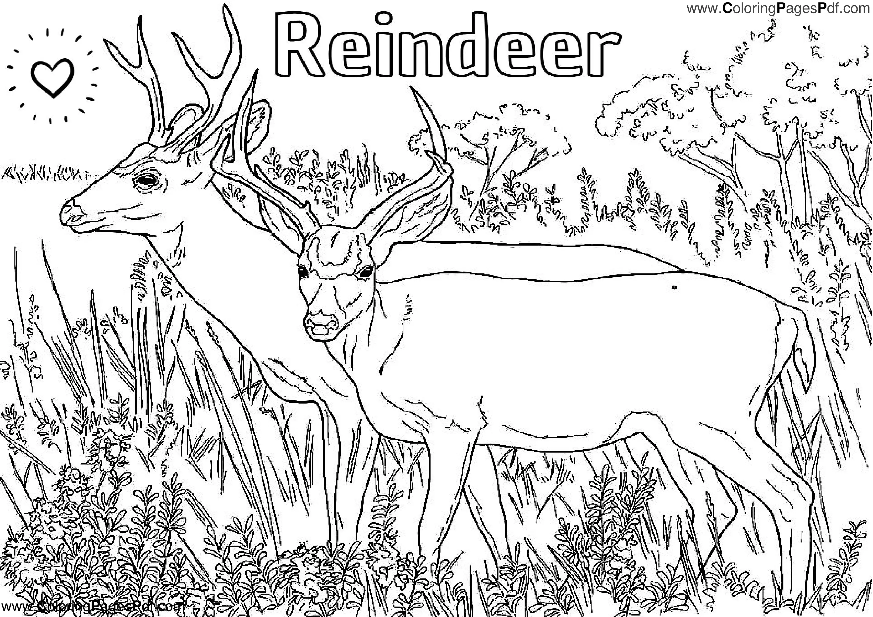 Reindeer coloring pages free