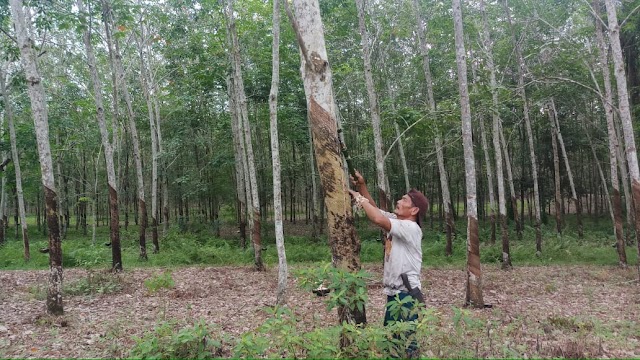  Gelombang Covid-19 Lanjutan Hantui  China, Harga Karet Turun ke Level 200 Yen Per kilogram 