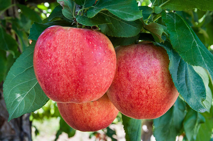 Washington State Organic Apples