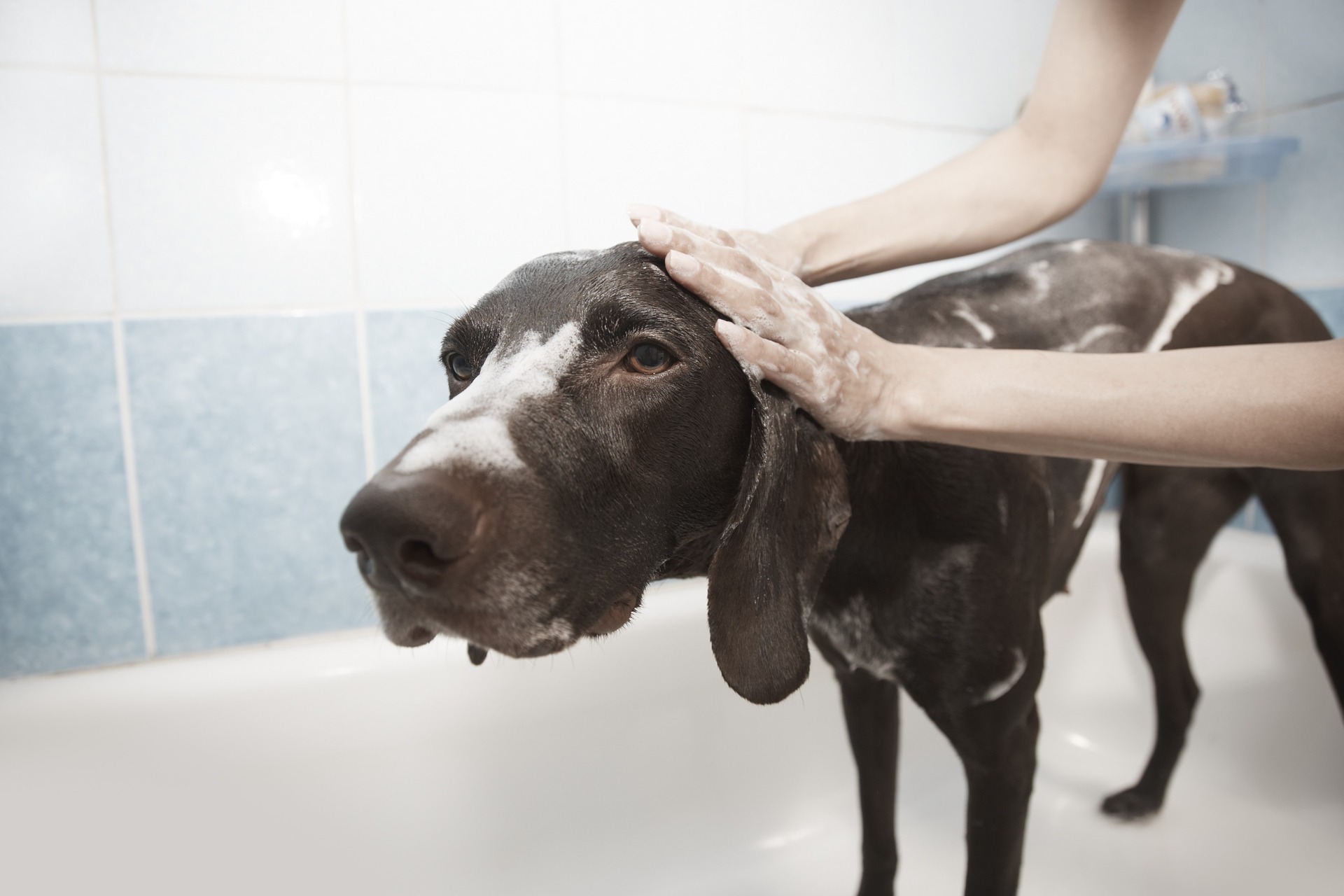 Perro siendo bañado