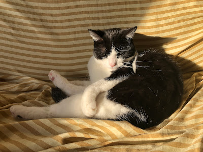 black-and-white cat on futon