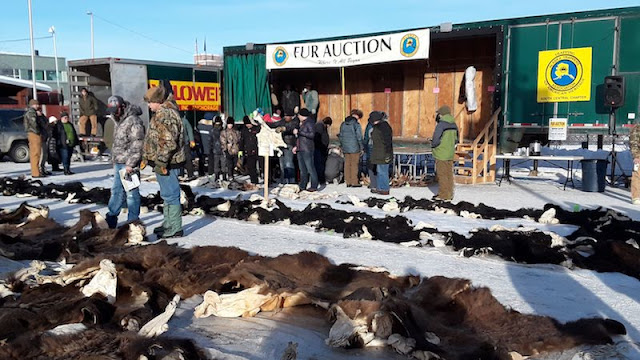 Photo of brown and black bear hides spread out on the ground in front of the auction stage.