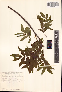 Рябина Буасье (Sorbus boissieri)