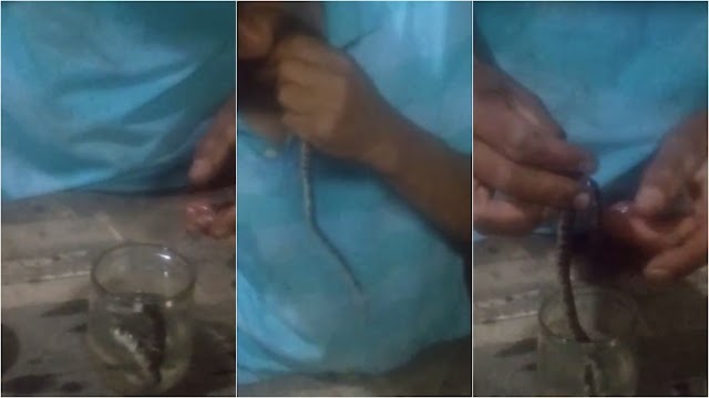 Homem ingeri cobra em Suzano
