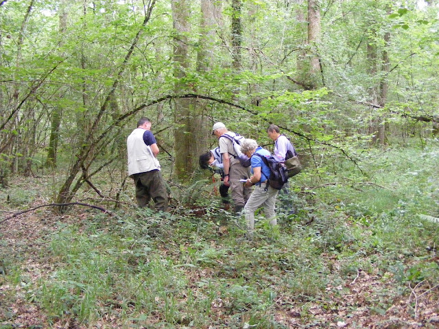 Surveying ferns, Indre et Loire, France. Photo by Loire Valley Time Travel.