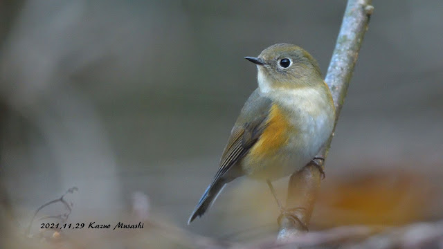 宮城の野鳥