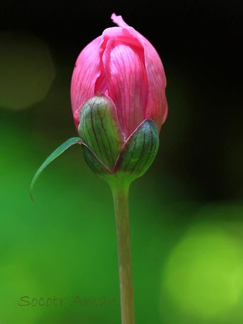 Paeonia obovata