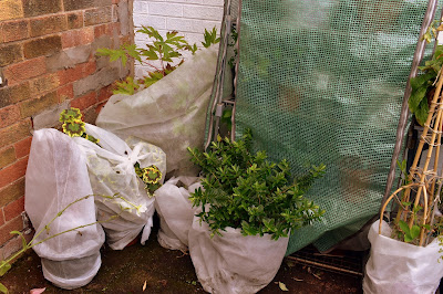 wrapped plants to protect from cold, frost or ice in winter