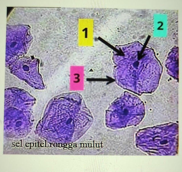 Gambar Sel Epitel Mulut Manusia (1) Sitoplasma, (2) Inti Sel, (3) Membrane Sel