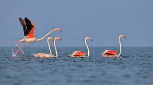 Odisha Tourism Birds Paradise