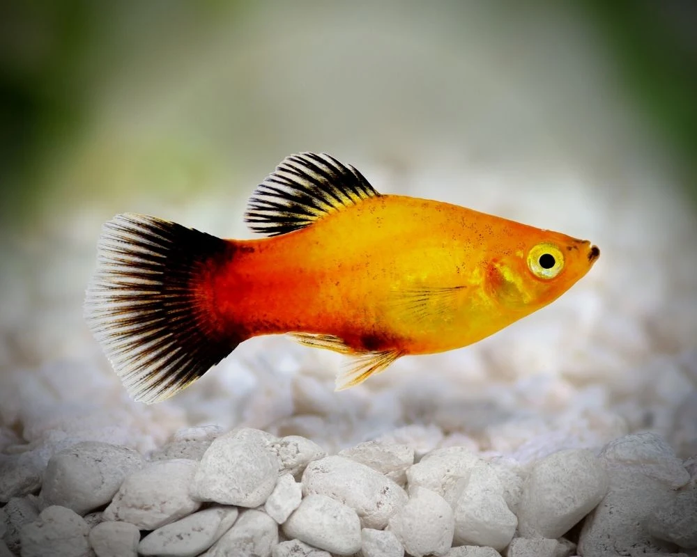platy-fish-orange