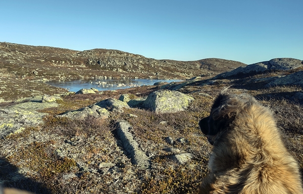 sørbølfjellet leonberger