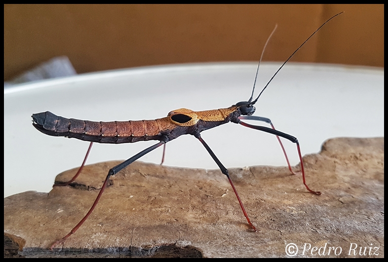 Hembra adulta de Pseudophasma scabriusculum "Panguana", 6 cm de longitud