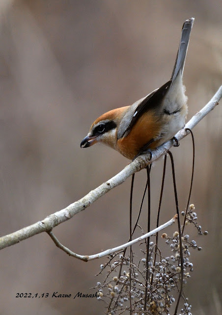 宮城の野鳥