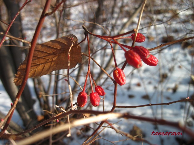 Мелкоплодник ольхолистный (Micromeles alnifolia)