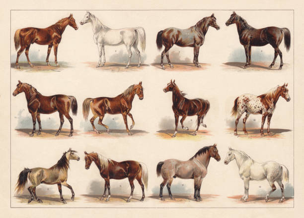 Horse Breeds – From A To Z