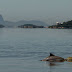 Botos somem, e mangues dão esperança de vida à baía de Guanabara