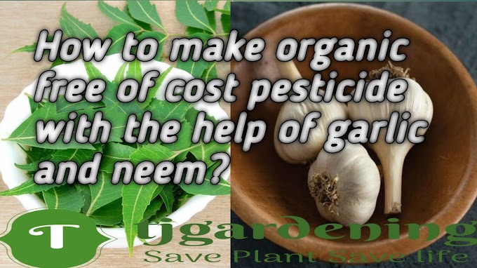 How to make organic free of cost pesticide with the help of garlic and neem? | Free organic Neem and Garlic Pesticide recipe. 