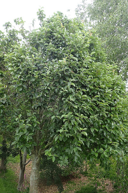 Рябина Амбрози / Рябина корончатая (Sorbus ambrozyana, =Sorbus coronata)