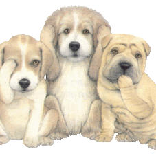SAN SARU DOGS