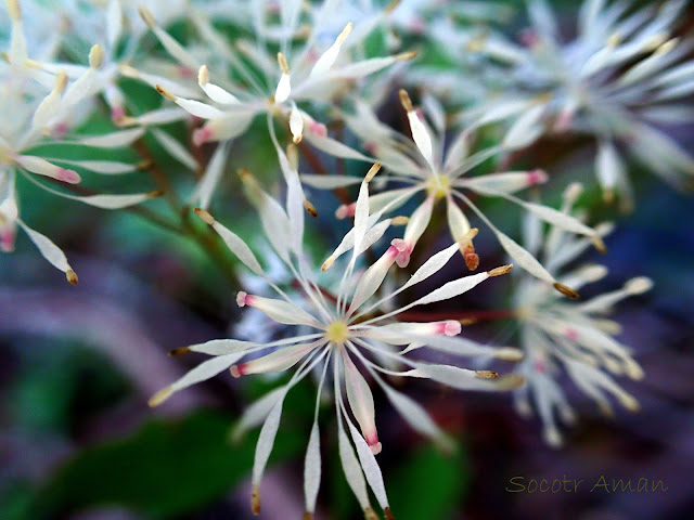 Thalictrum filamentosum