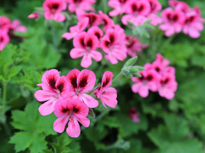 Bunga geranium Jenis Bunga Yang Gampang Hidup