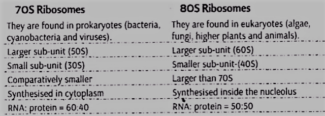 Differences between 70S and 80S Ribosomes