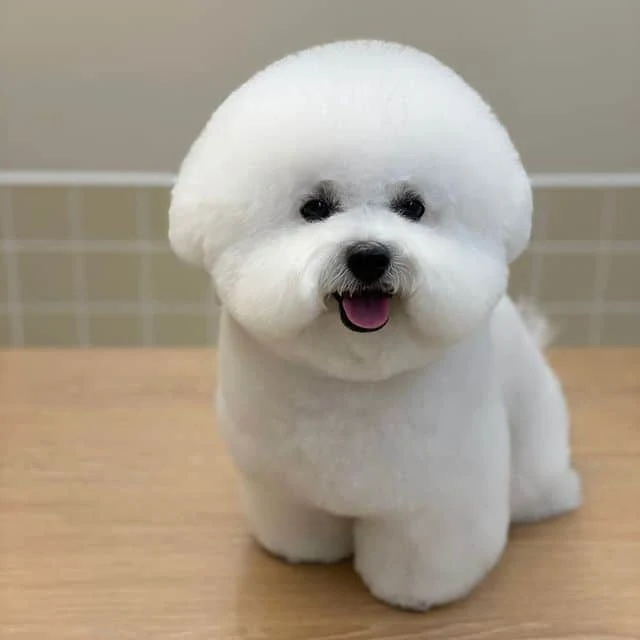 Bichon Frise Small dogs that dont shed hair