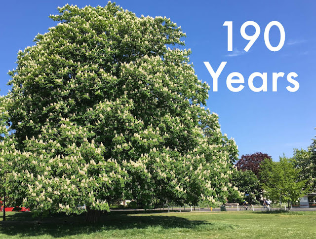 A tree with the caption 190 years