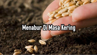 Menabur Di Masa Kering