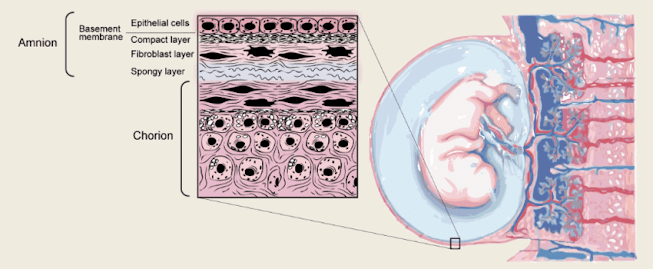 Amniotic Membrane