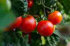 Tomat untuk stel alami