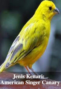 Jenis Burung Kenari American Singer Canary