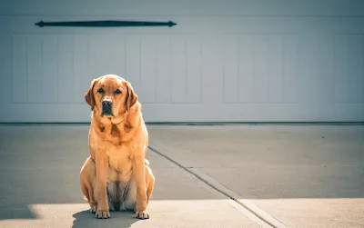 Saying Yes to a Fluffy Labrador Retriever: Adoption and Breeder Considerations