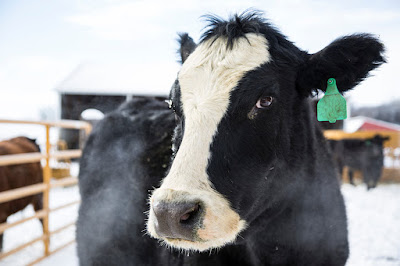 3 ways to prevent poor reproductive performance in cows