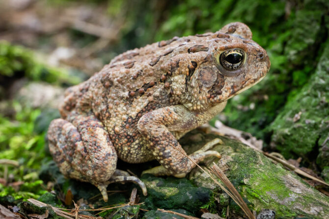 Comment traiter une grenouille capturée dans notre jardin: guide complet #rwot #rwanda #toad #toads #garden