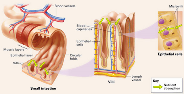 Small intestine function in digestive system