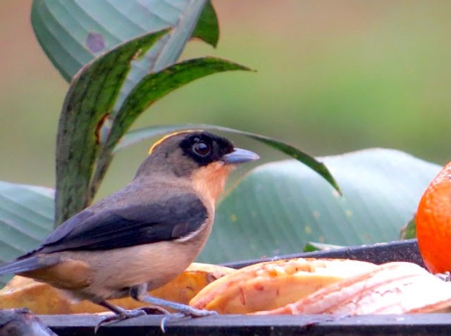 Cinco motivos para conhecer o Roteiro de Observação de Aves da Costa Verde & Mar (SC)