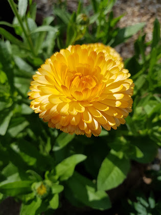 Calendula Blüte