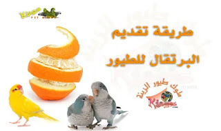 طريقة تقديم البرتقال للطيور