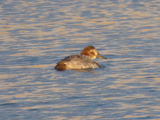 Female Pochard