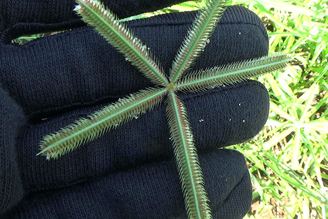 Dlium Durban crowfoot (Dactyloctenium aegyptium)