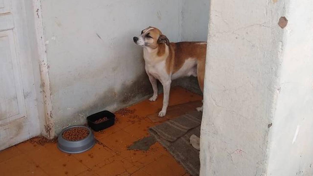 Cão deixado sozinho em residência é resgatado pela Polícia Civil de Avaré
