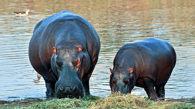 hippos